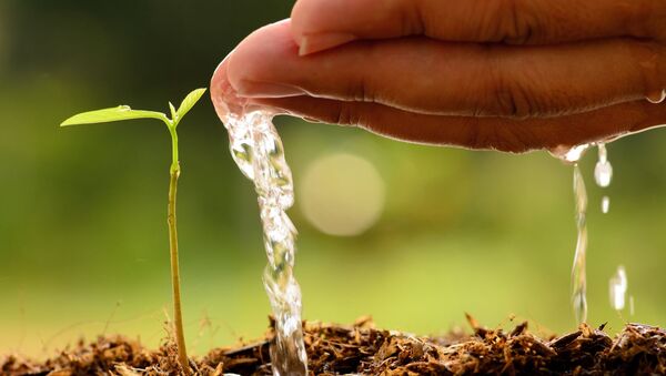 Quiet courtyard path with morning light and greens