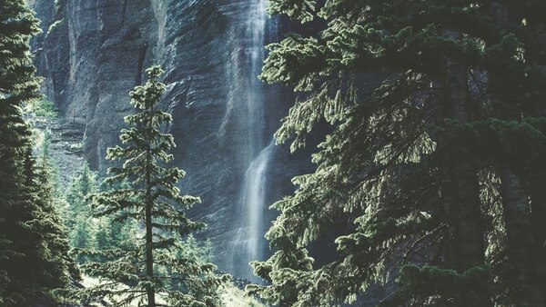 Wooden boardwalk leading through reeds toward soft sky